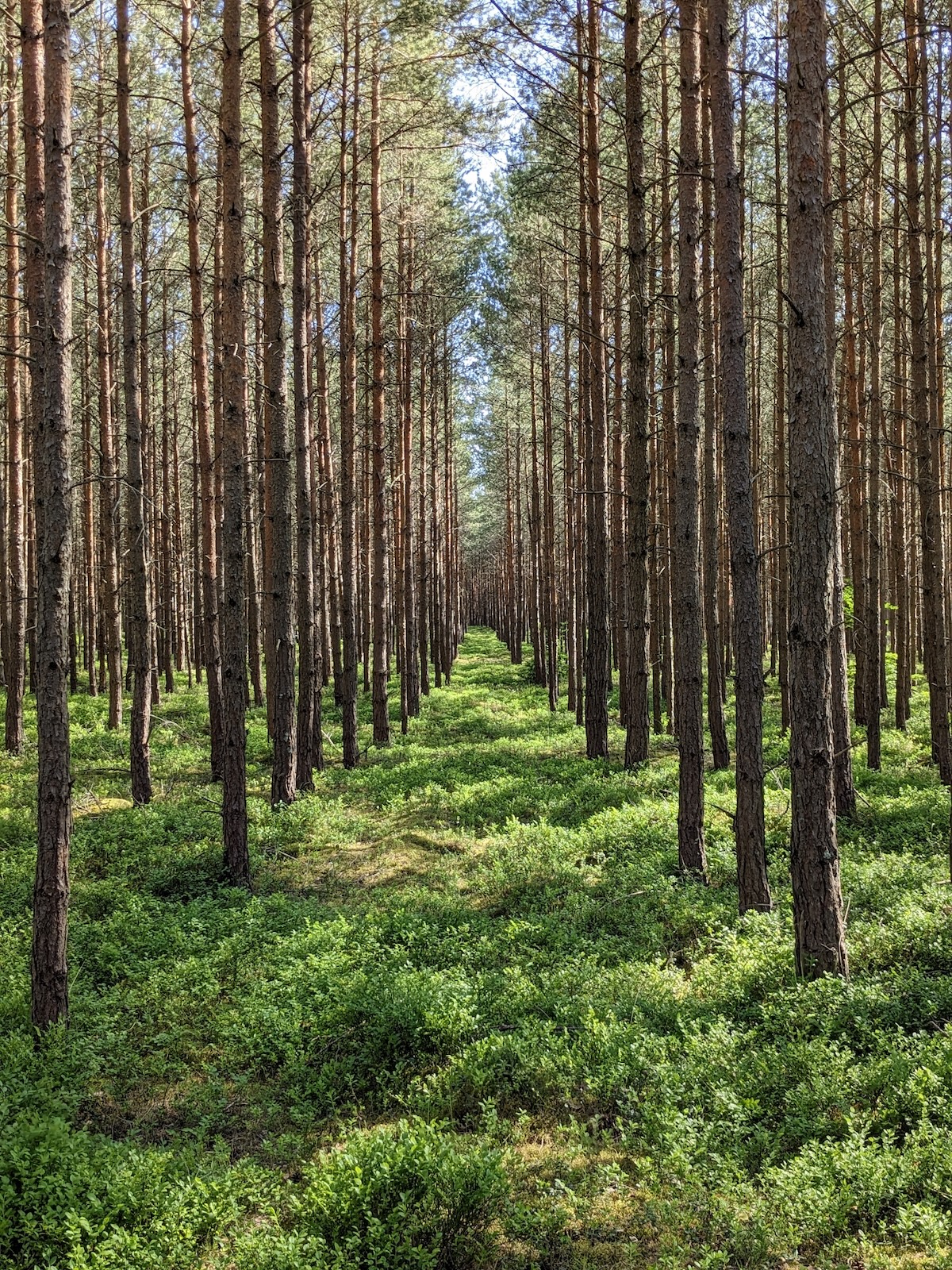 Puszcza Wierzchucińska
