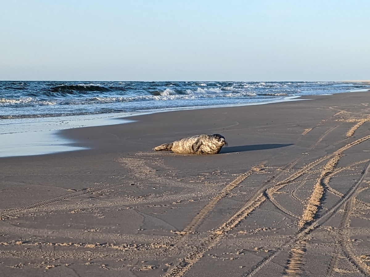 Plaża nad Bałtykiem
